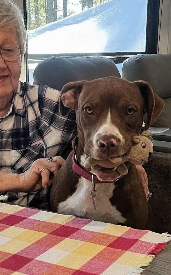 Enlarge Tillie, a Adopted mixed breed in Woodbridge, CT image 2/3