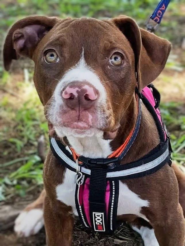 Enlarge Tillie, a Adopted mixed breed in Woodbridge, CT image 3/3