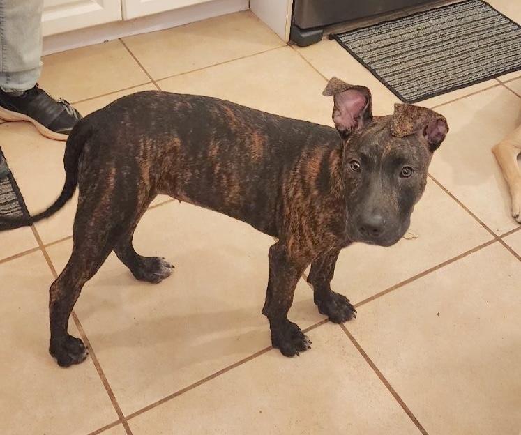 Enlarge Jennie, a Adoptable mixed breed in Port Chester, NY image 4/6