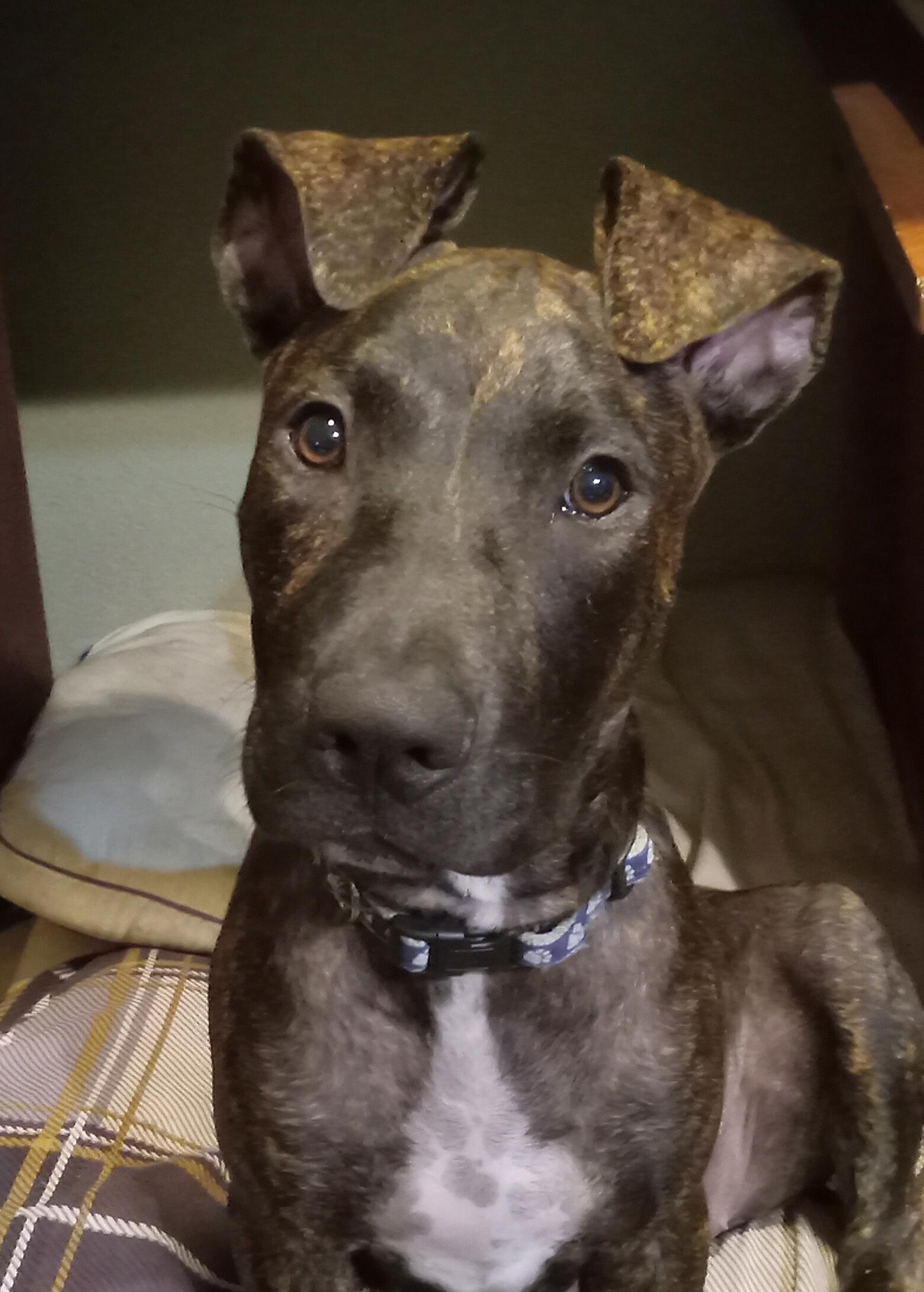 Enlarge Jennie, a Adoptable mixed breed in Port Chester, NY image 1/6
