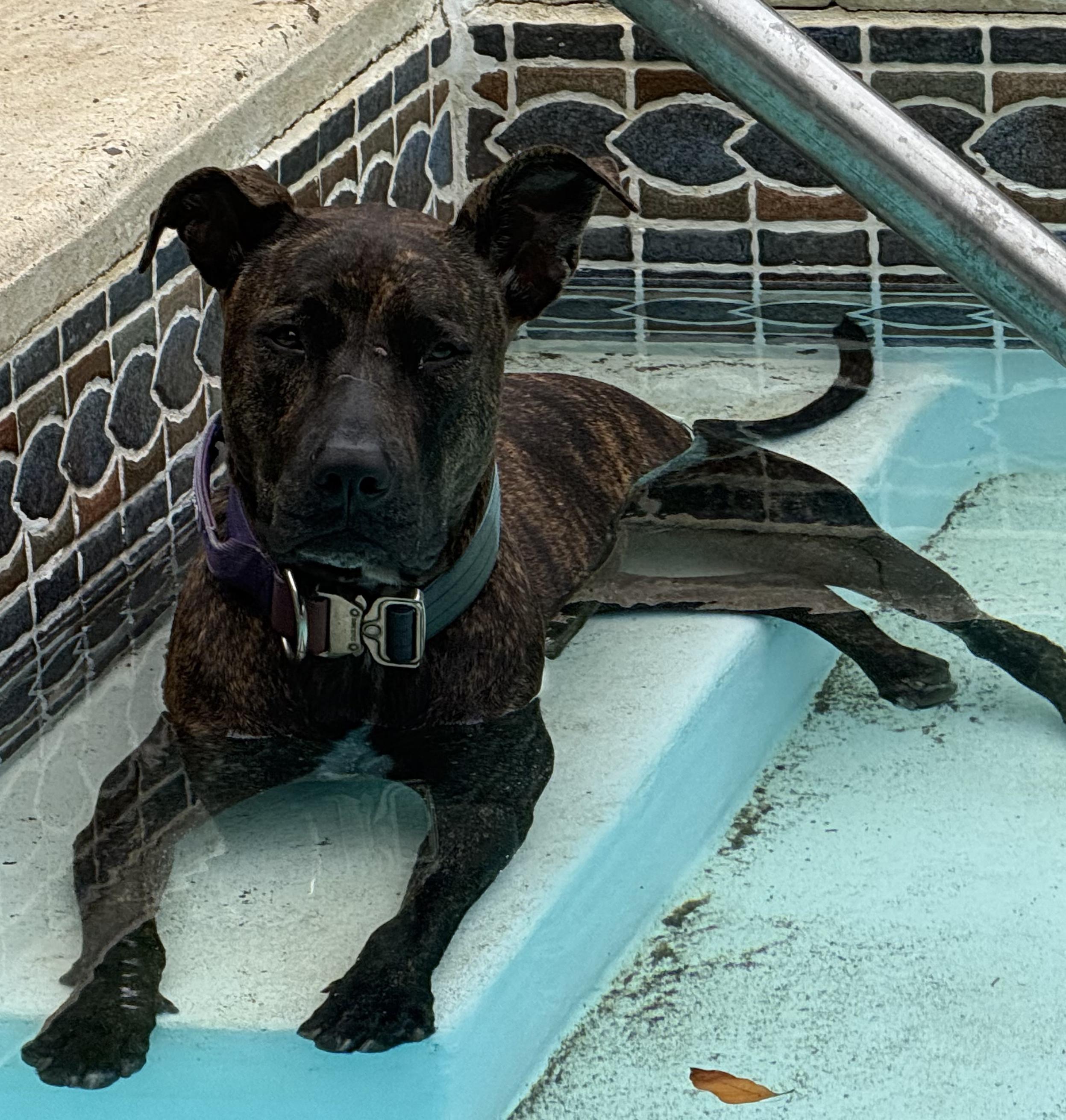 Enlarge Jennie, a Adoptable mixed breed in Port Chester, NY image 5/6