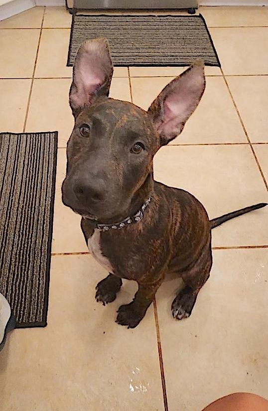 Enlarge Jennie, a Adoptable mixed breed in Port Chester, NY image 3/6