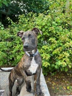 Enlarge Jennie, a Adoptable mixed breed in Port Chester, NY image 2/6