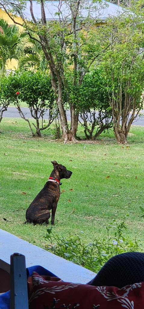 Enlarge Jennie, a Adoptable mixed breed in Port Chester, NY image 6/6