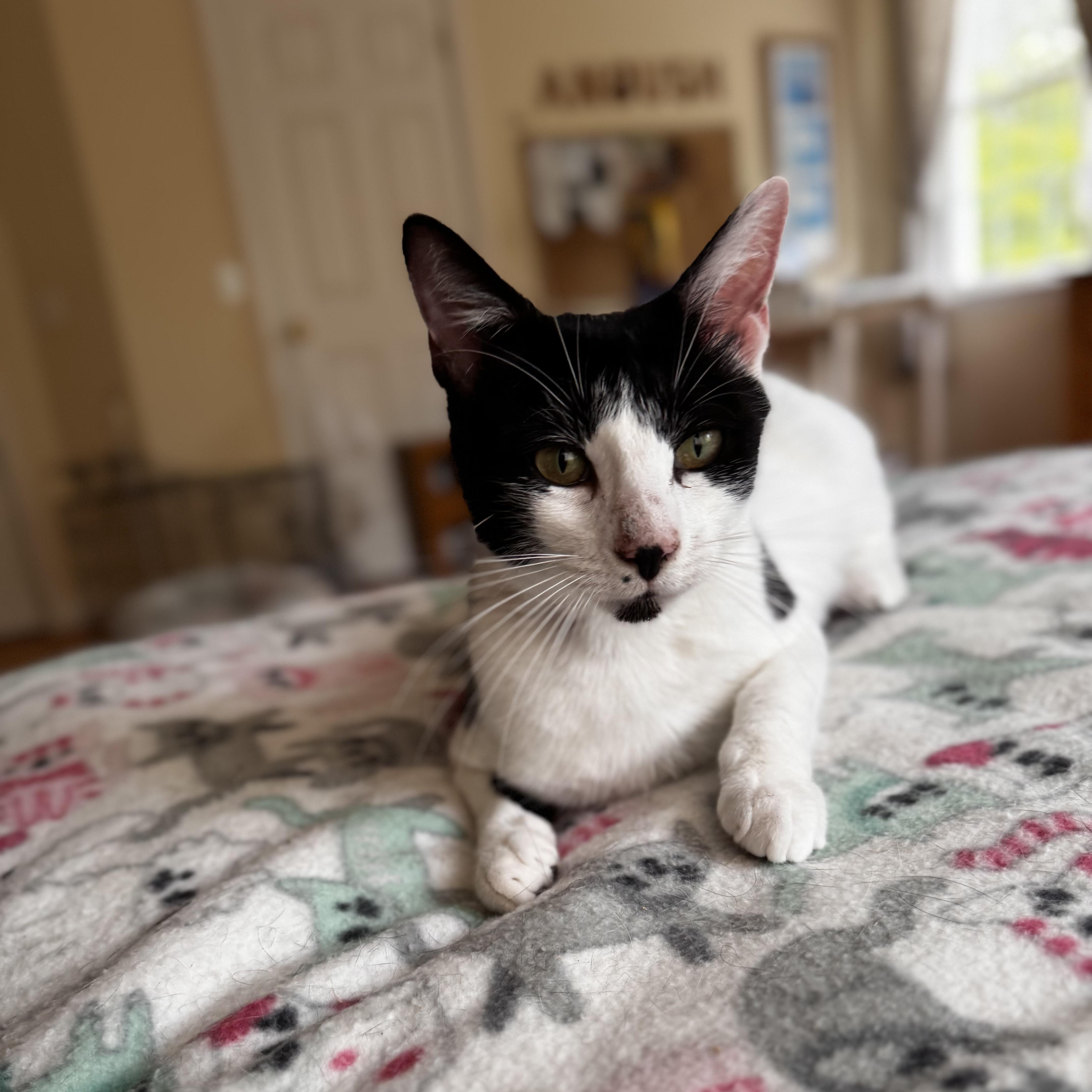 Enlarge FIONA, an adopted Domestic Short Hair in East Greenwich, RI image 2/5