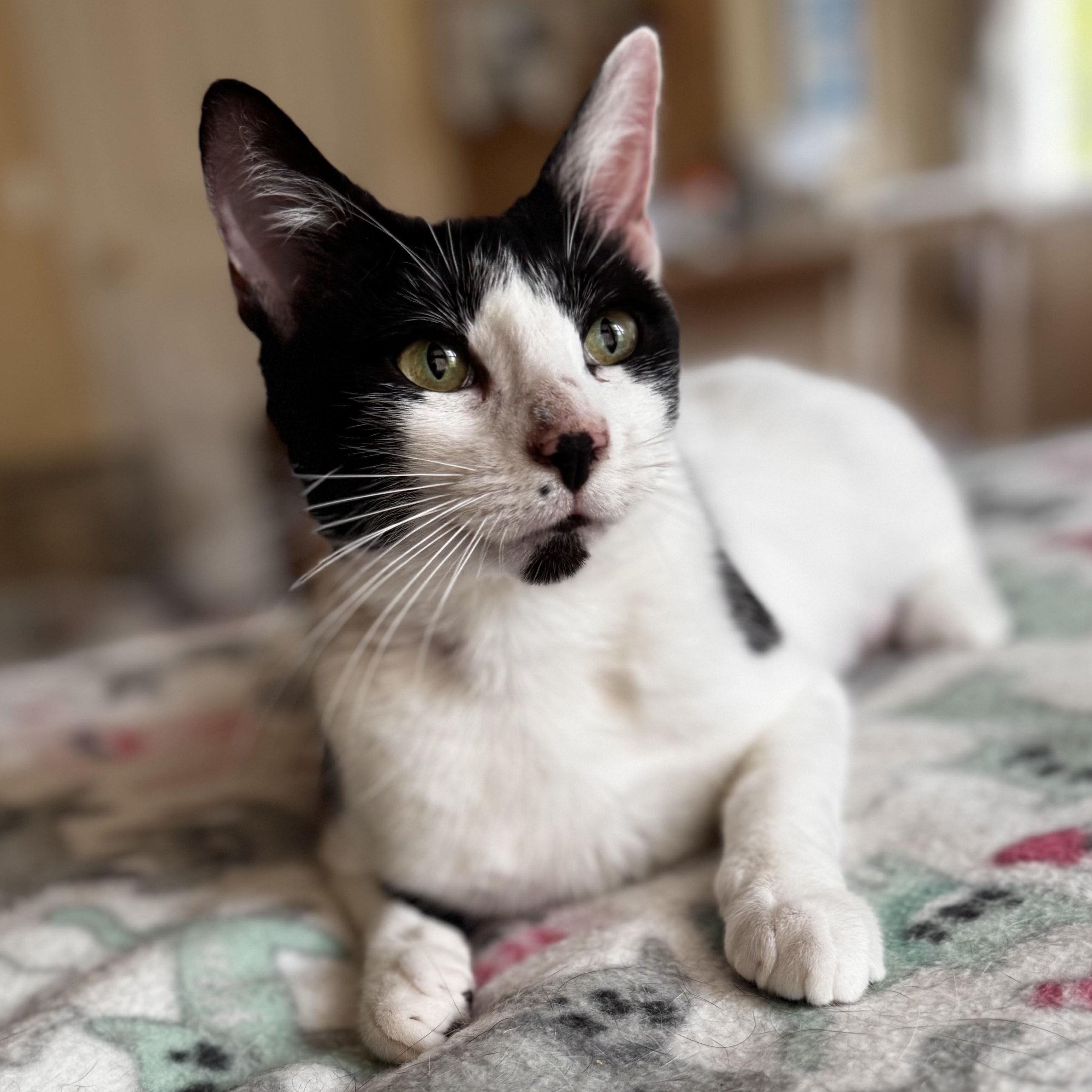 FIONA, adopted, Adult Female Domestic Short Hair.