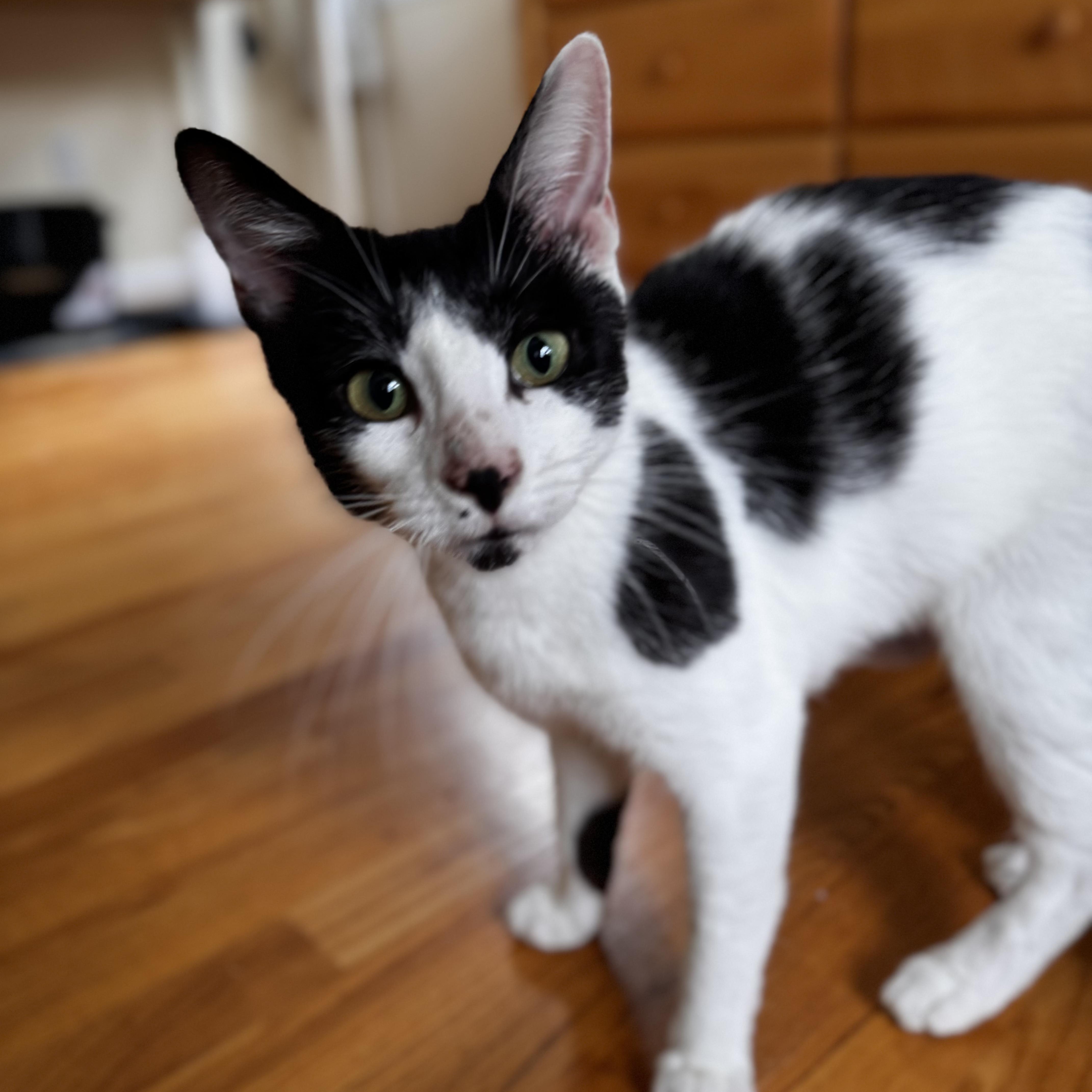 Enlarge FIONA, an adopted Domestic Short Hair in East Greenwich, RI image 5/5