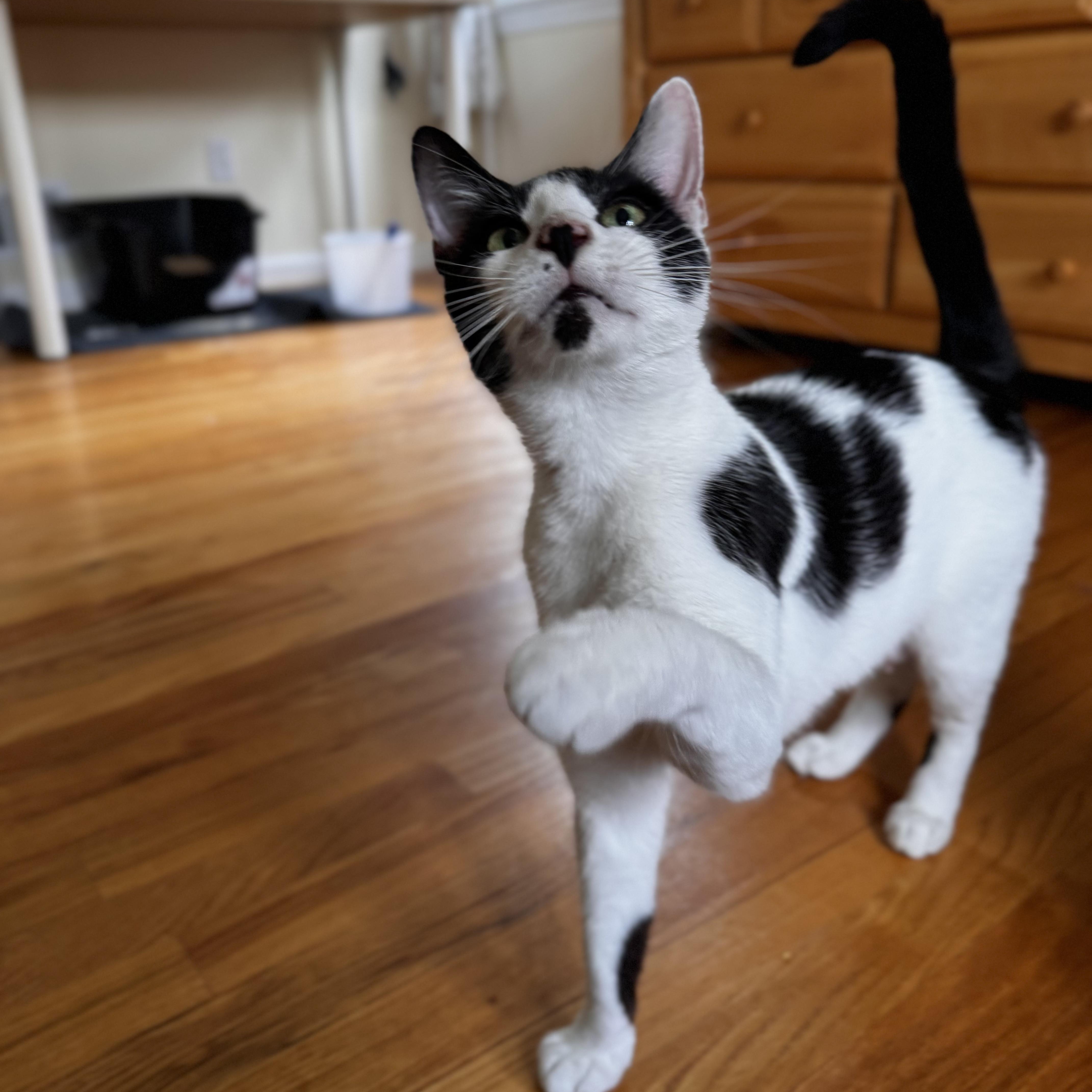 Enlarge FIONA, an adopted Domestic Short Hair in East Greenwich, RI image 4/5
