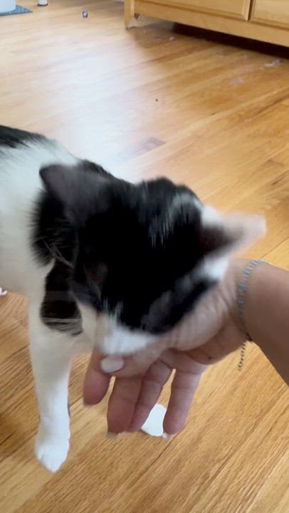 Enlarge FIONA, an adopted Domestic Short Hair in East Greenwich, RI video 3/5