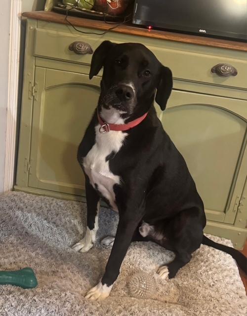 George, Adoptable, Adult Male Great Dane & Labrador Retriever.
