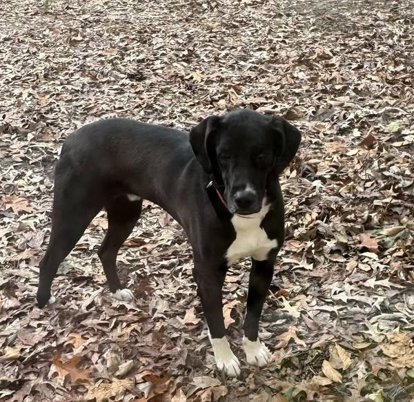 Enlarge George, a Adoptable mixed breed in Cullman, AL image 1/4