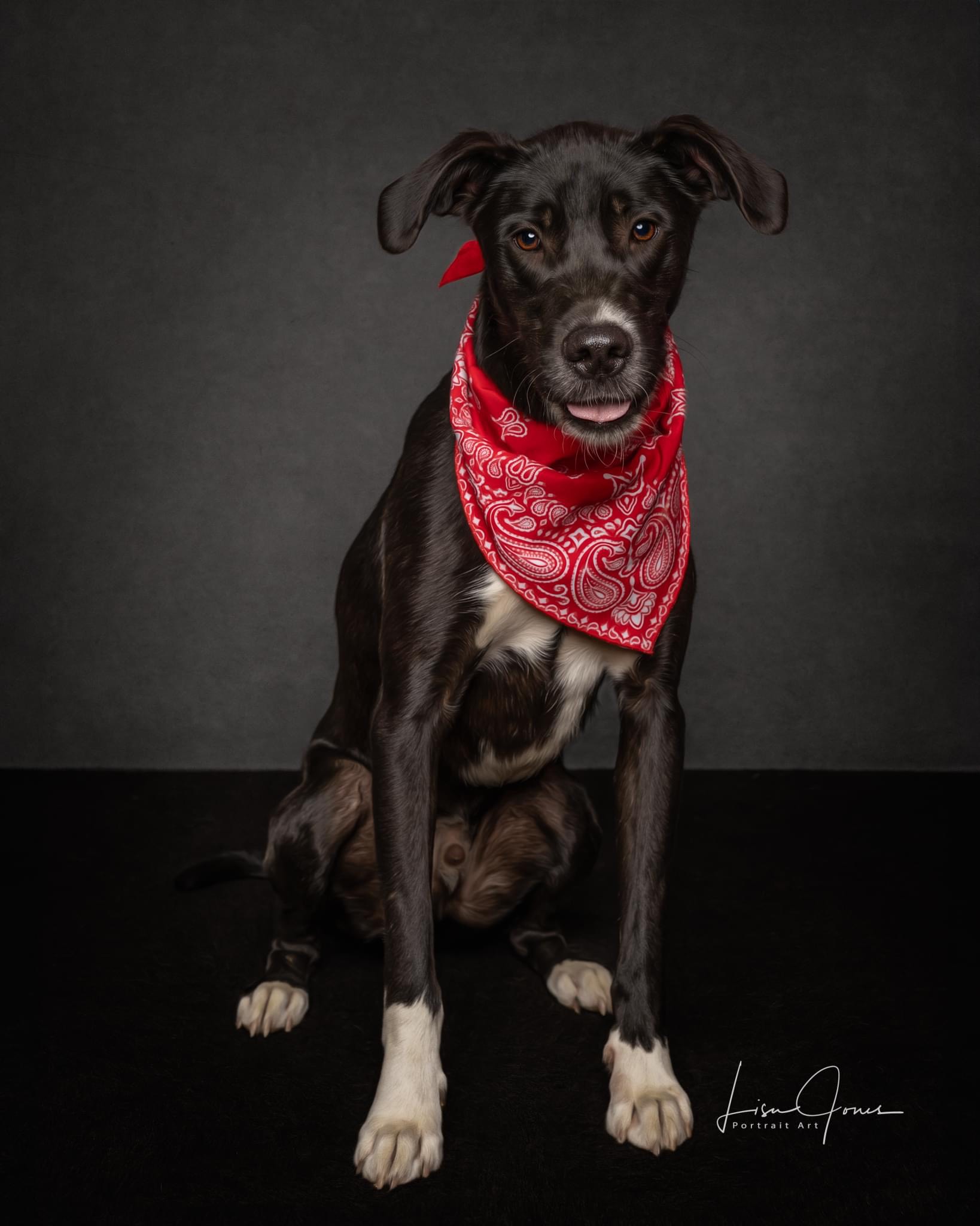 Enlarge George, a Adoptable mixed breed in Cullman, AL image 2/4