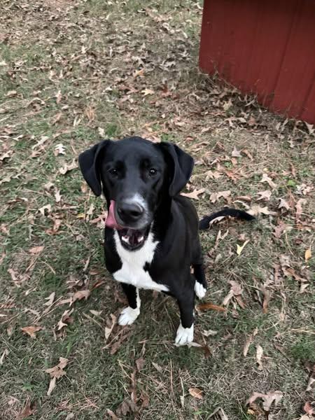 Enlarge George, a Adoptable mixed breed in Cullman, AL image 3/4