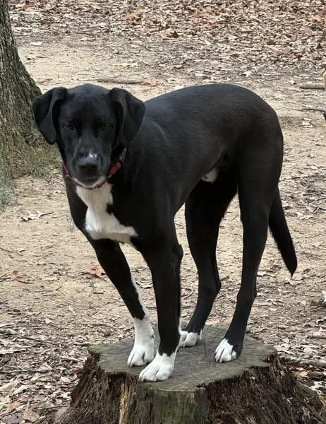 Enlarge George, a Adoptable mixed breed in Cullman, AL image 4/4