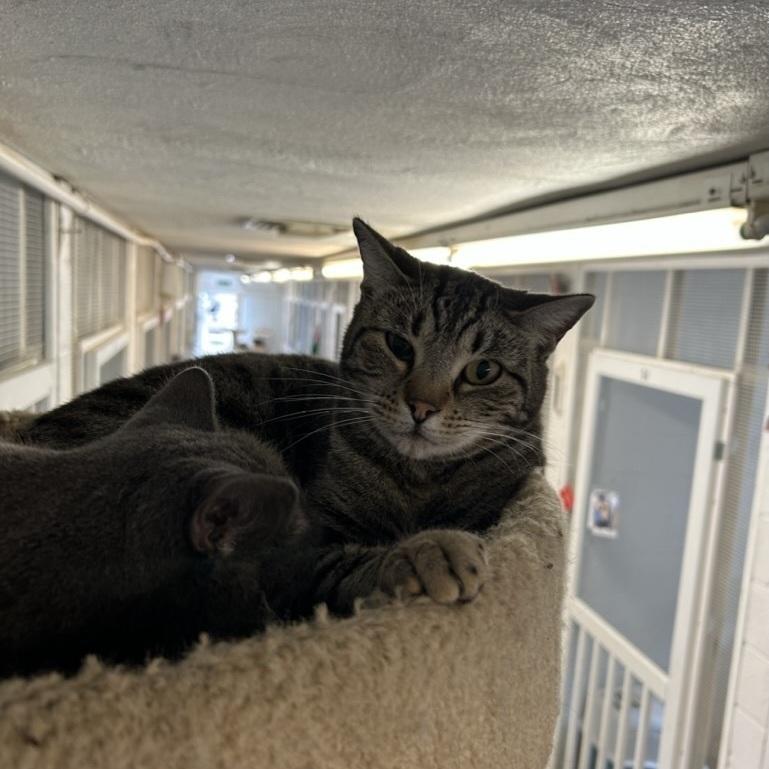 Mark, Adoptable, Adult Male Domestic Short Hair.