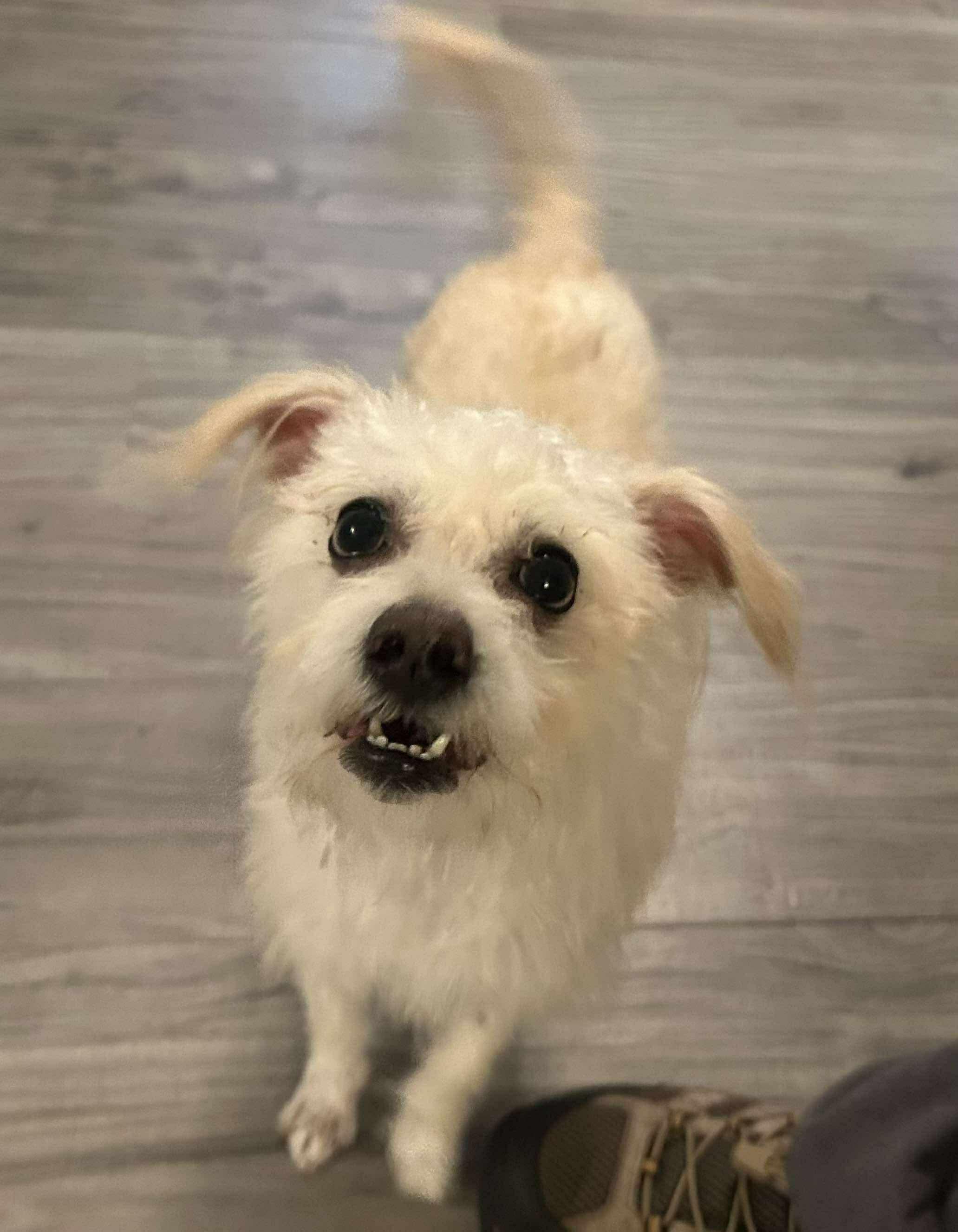 Keebler, Adoptable, Adult Male Wirehaired Terrier.