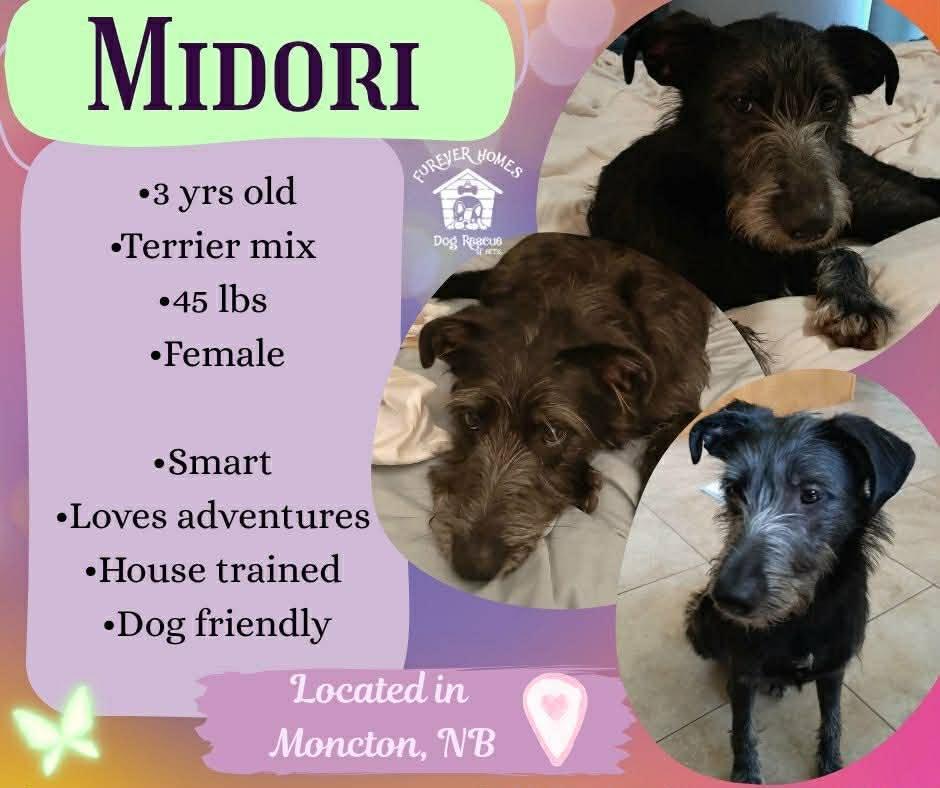 Enlarge Midori, a Adoptable mixed breed in Moncton, NB image 1/1