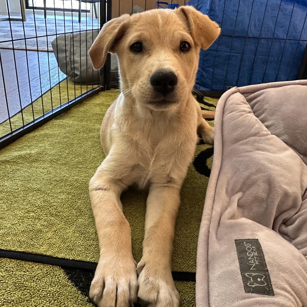 Stanley, Adoptable, Puppy Male Mixed Breed.