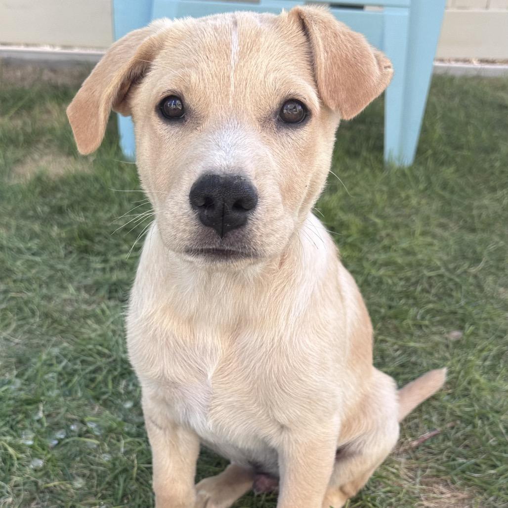 Stanley, a Adoptable Mixed Breed in Park City, UT image 2/6