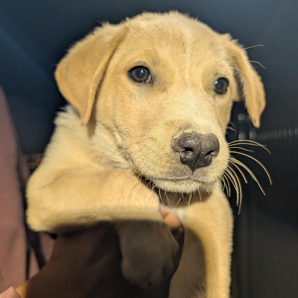 Stanley, a Adoptable Mixed Breed in Park City, UT image 4/6