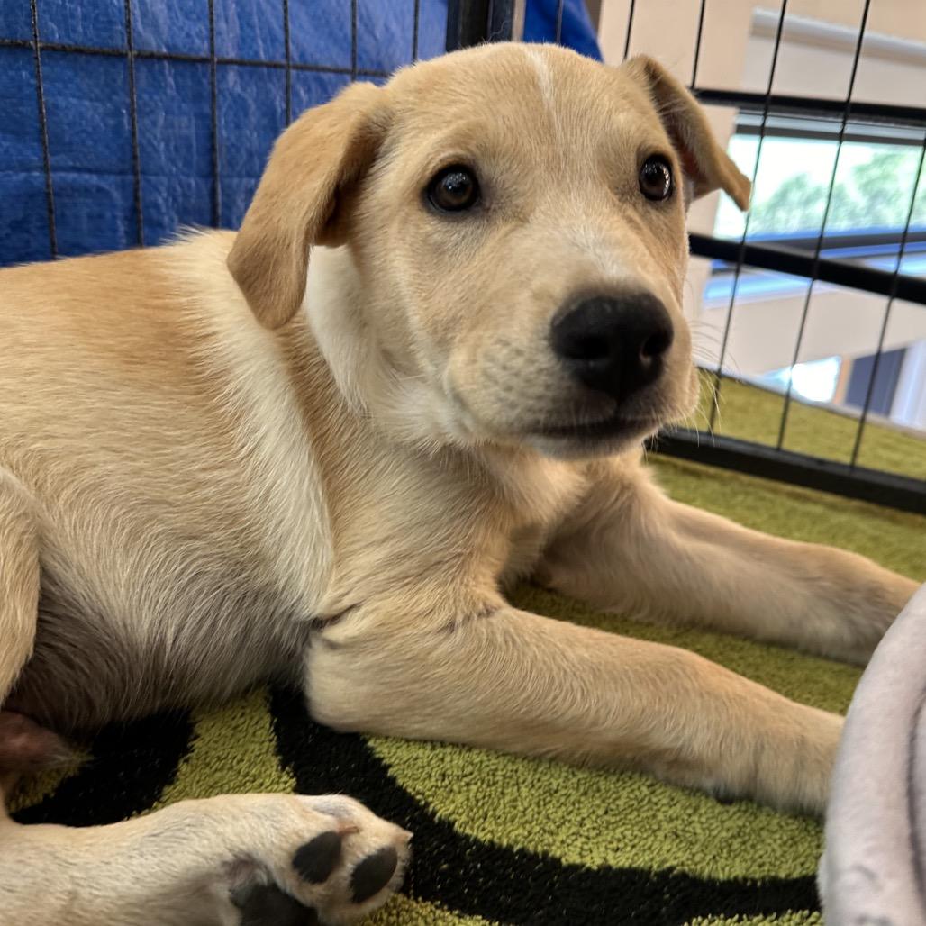 Stanley, a Adoptable Mixed Breed in Park City, UT image 5/6