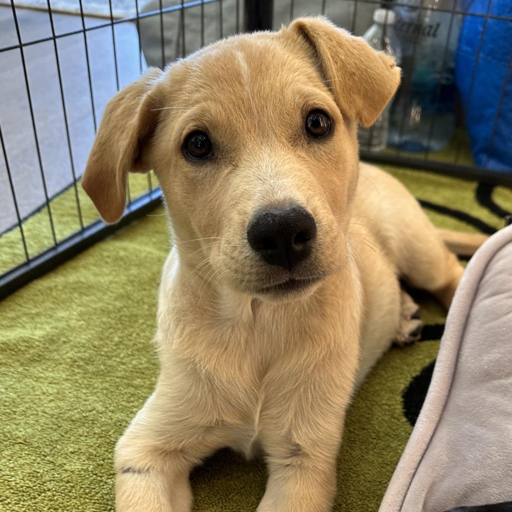 Stanley, a Adoptable Mixed Breed in Park City, UT image 6/6