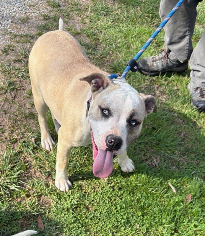 Chelsea, Adoptable, Young Female Mixed Breed.