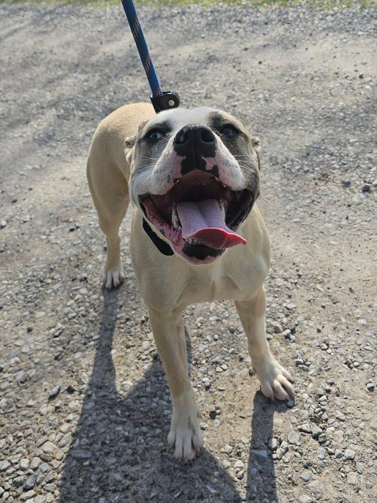Chelsea, a Adoptable Mixed Breed in Talbott, TN image 2/4