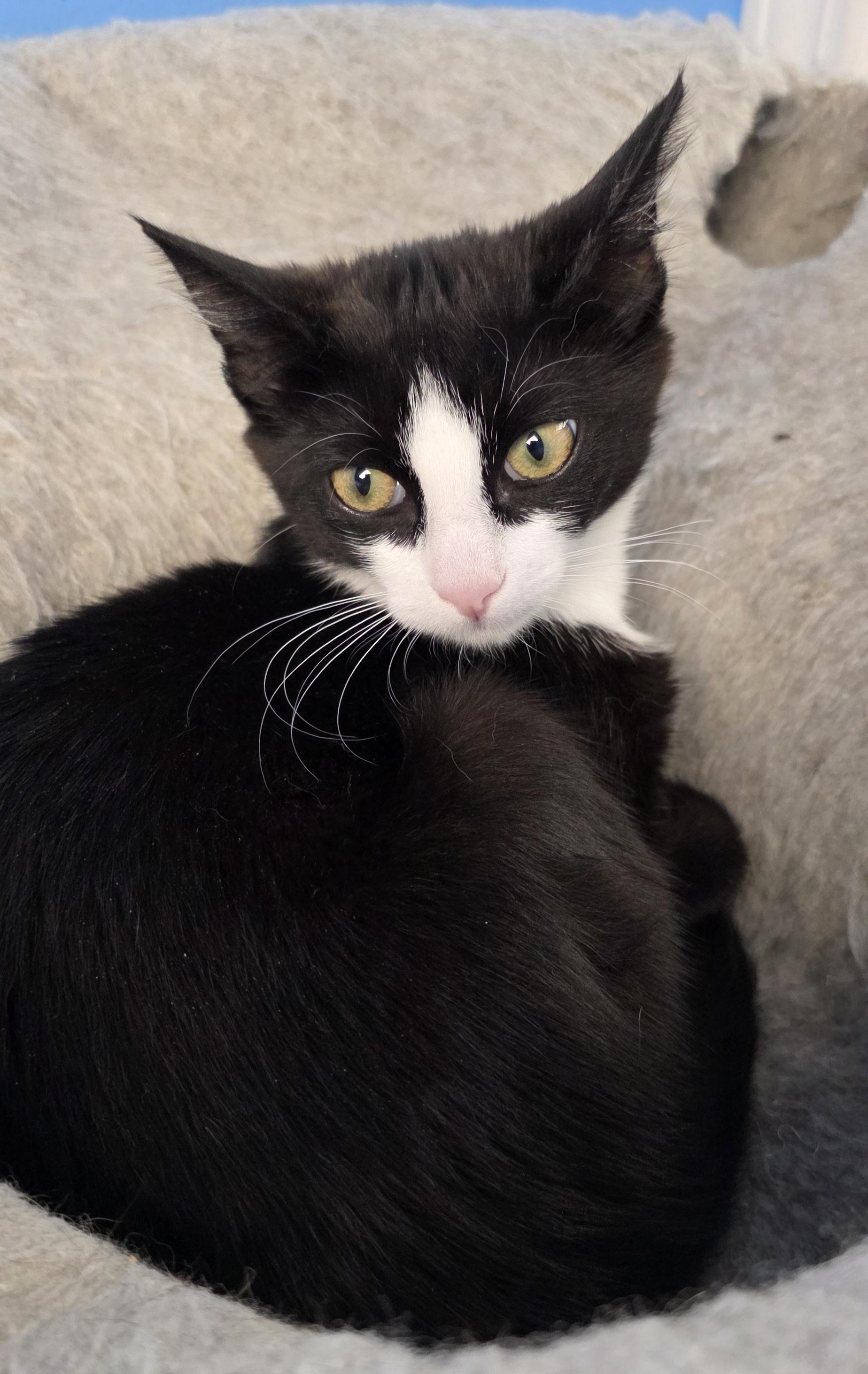 Marvel, an adoptable Domestic Short Hair in Polson, MT, 59860 | Photo Image 1