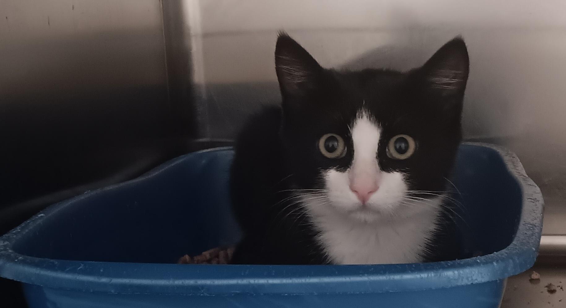 Marvel, an adoptable Domestic Short Hair in Polson, MT, 59860 | Photo Image 2