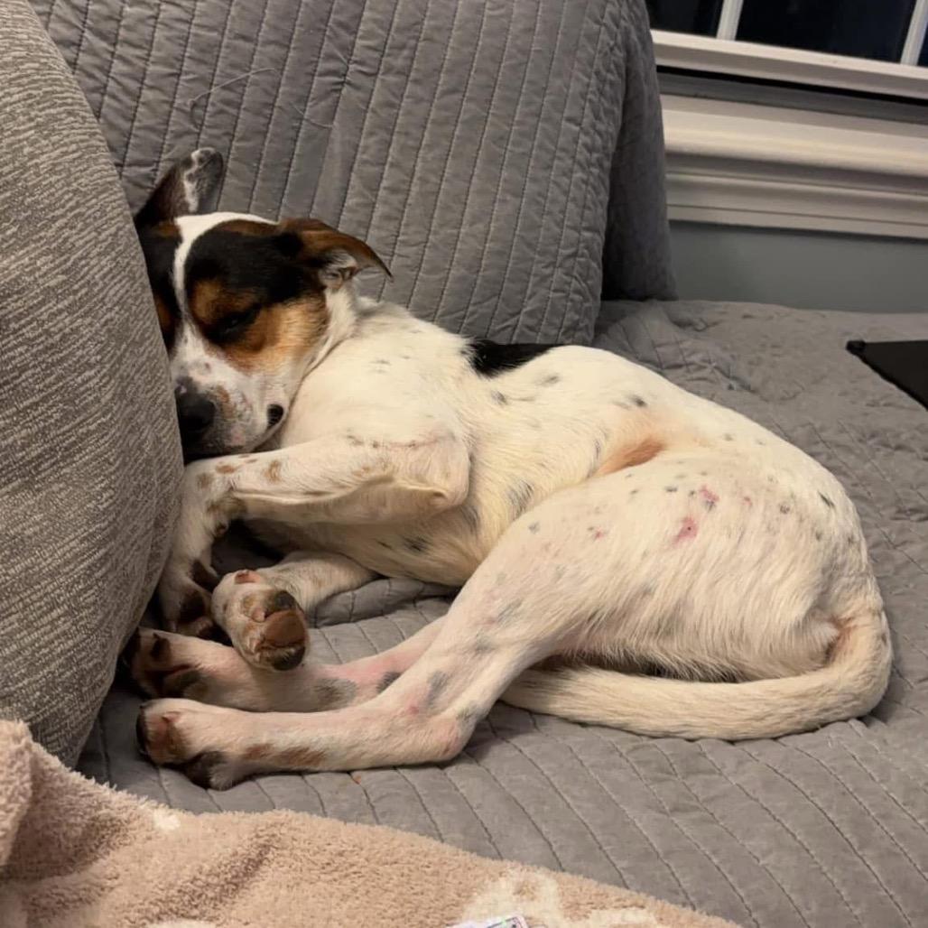 Boone, Adoptable, Adult Male Pointer & Pit Bull Terrier.