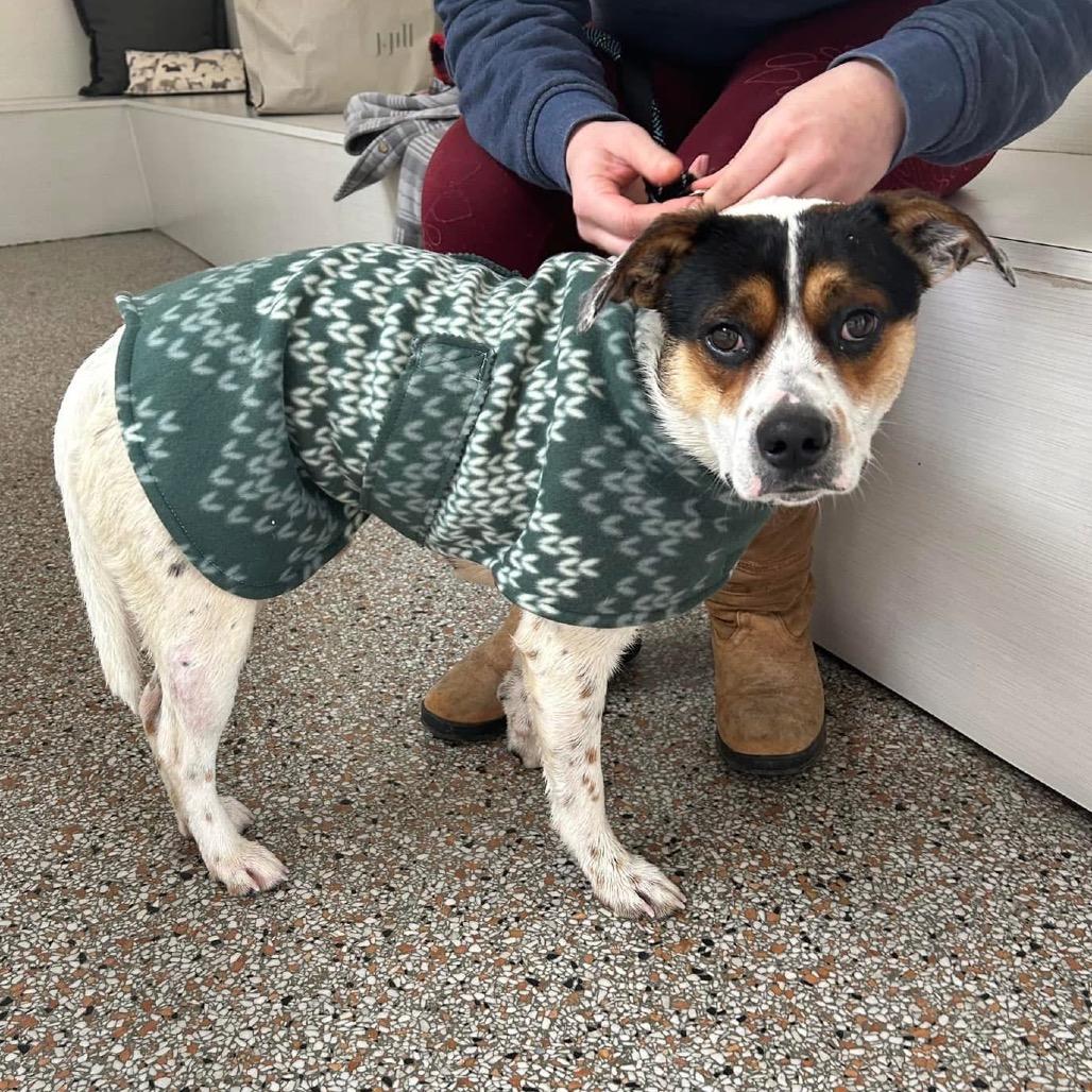 Enlarge Boone, a Adoptable mixed breed in Louisville, KY image 2/6