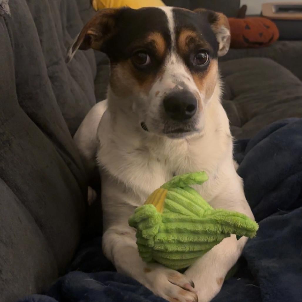 Enlarge Boone, a Adoptable mixed breed in Louisville, KY image 3/6