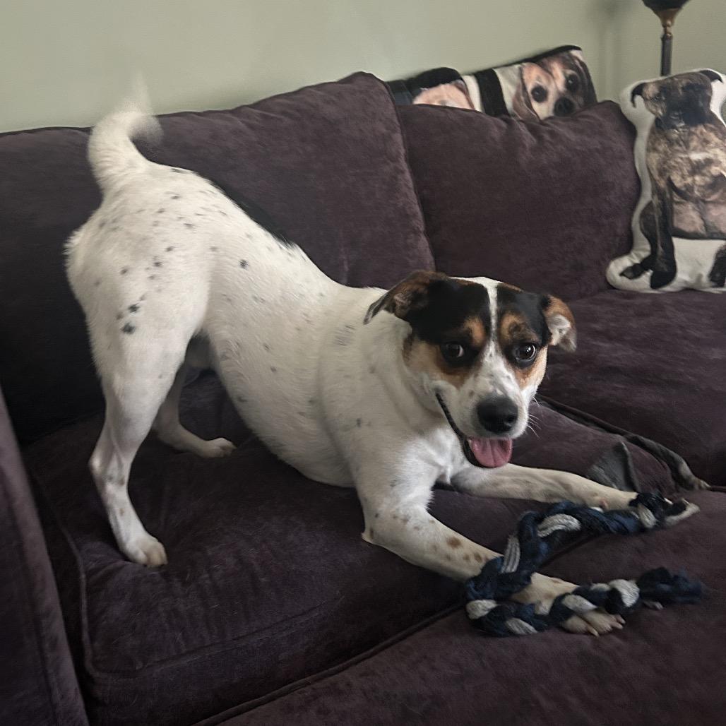 Enlarge Boone, a Adoptable mixed breed in Louisville, KY image 3/6