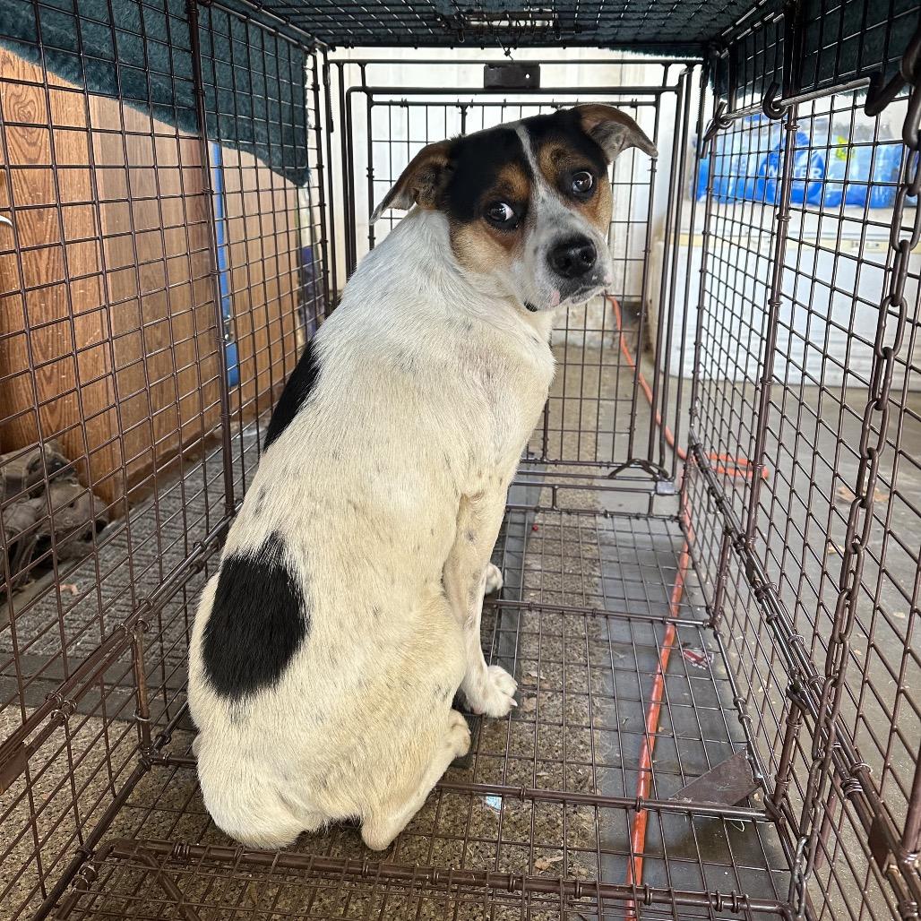 Enlarge Boone, a Adoptable mixed breed in Louisville, KY image 3/6