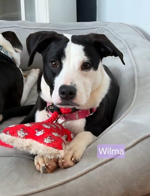 Enlarge Wilma, a ADOPTABLE Boxer in Albany, NY image 4/4