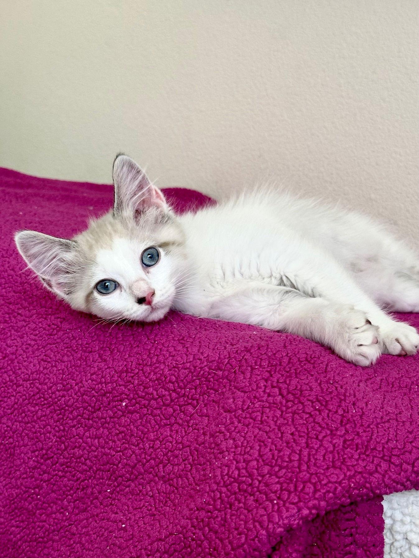 Casper, Adoptable, Young Male Domestic Medium Hair.