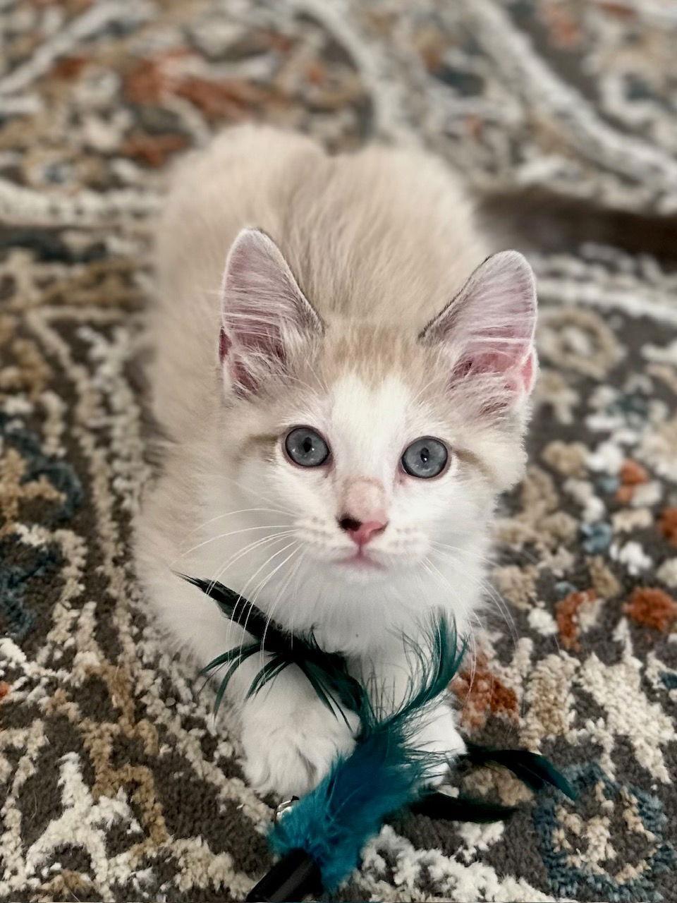 Enlarge Casper, a Adoptable mixed breed in Prosper, TX image 2/3