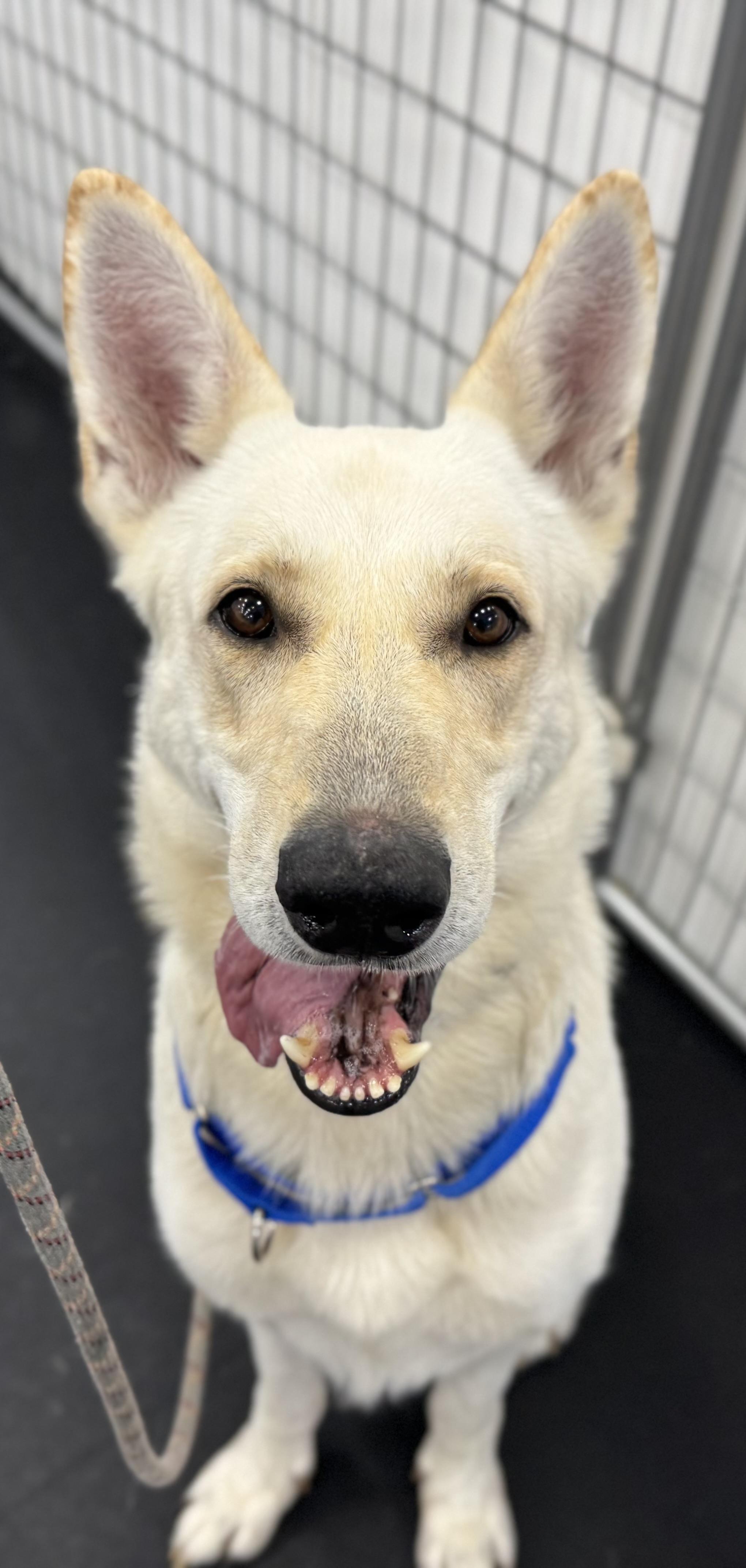 Magnus, a Adoptable German Shepherd Dog image 3/4