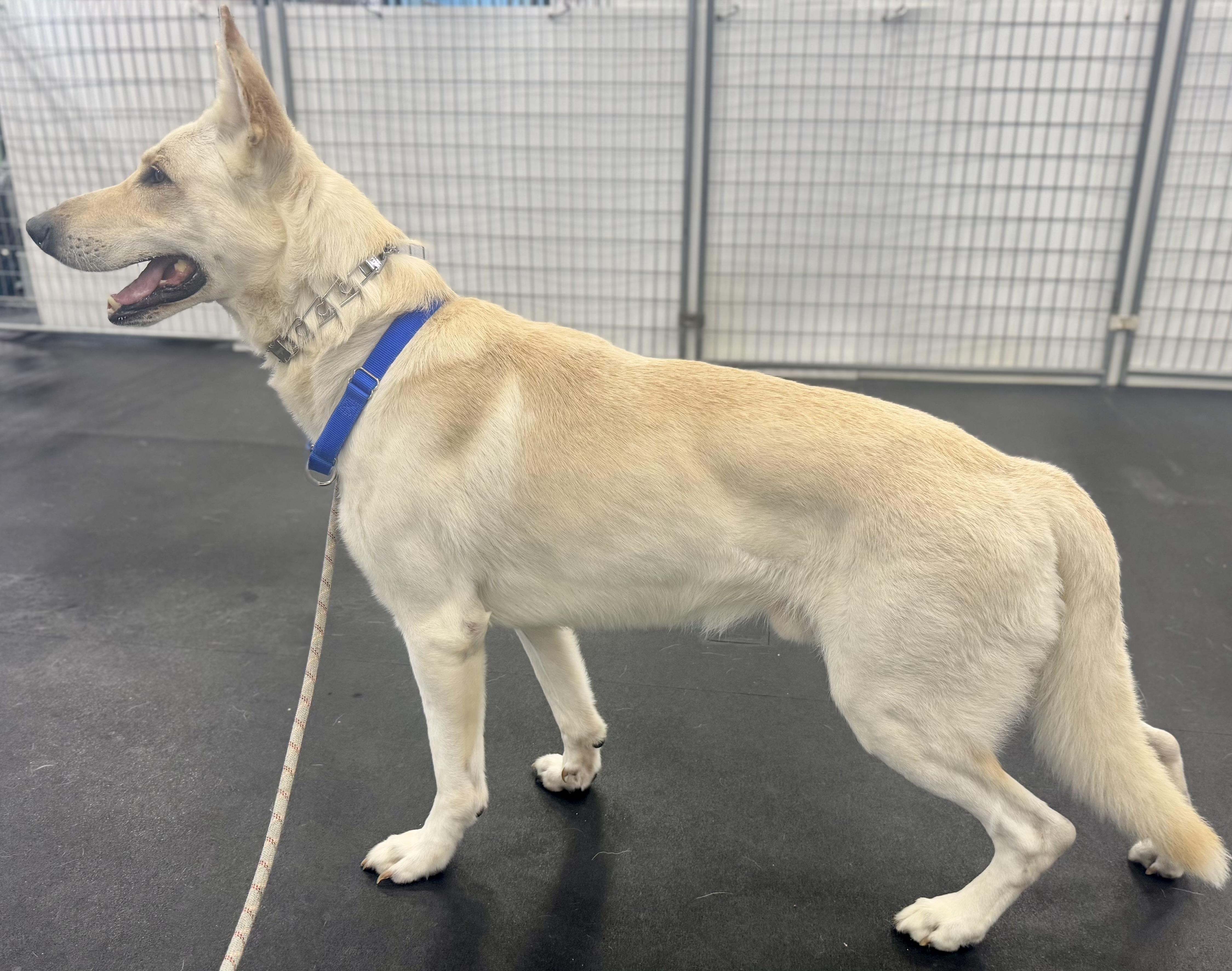 Magnus, a Adoptable German Shepherd Dog image 4/4