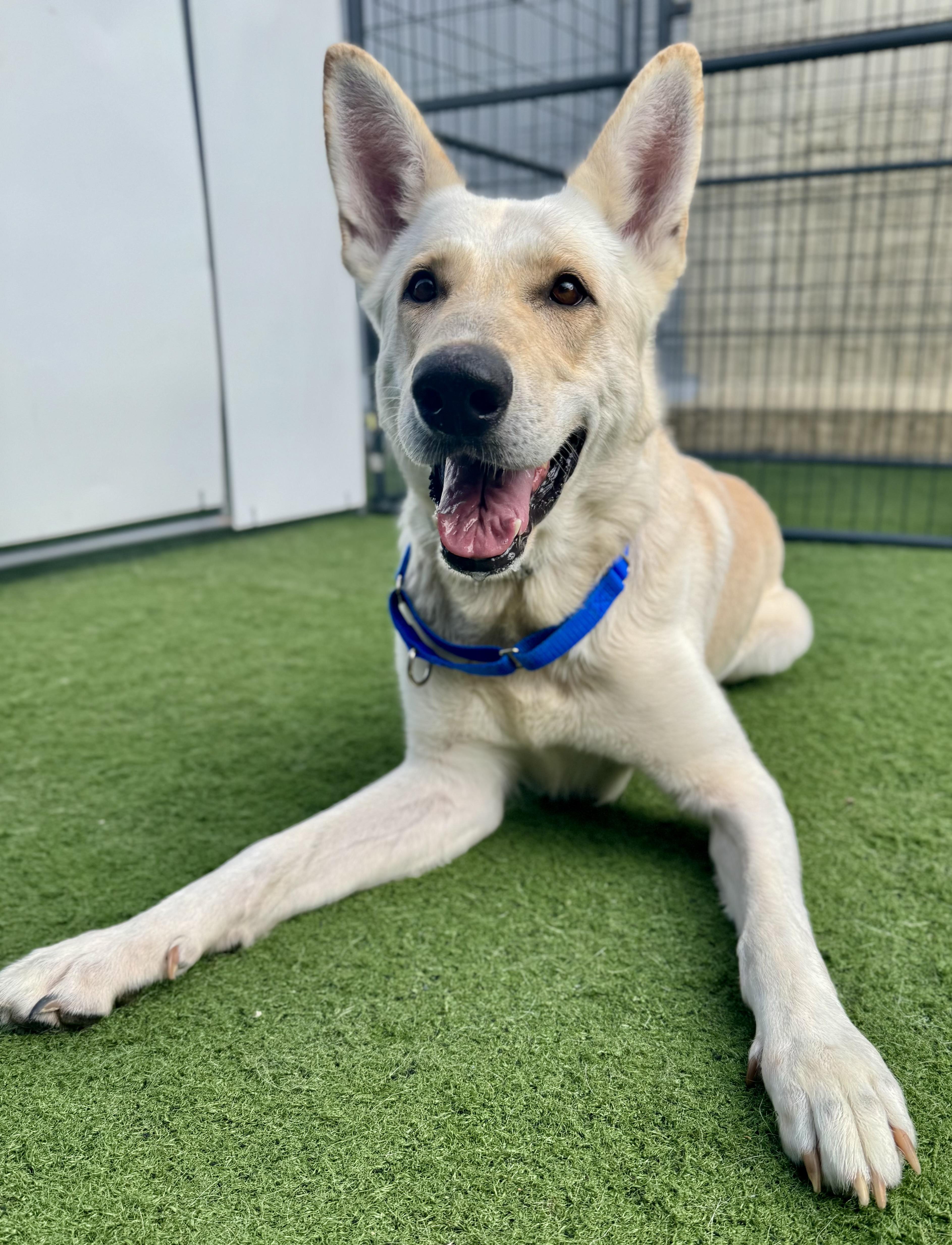 Magnus, a Adoptable German Shepherd Dog image 2/4