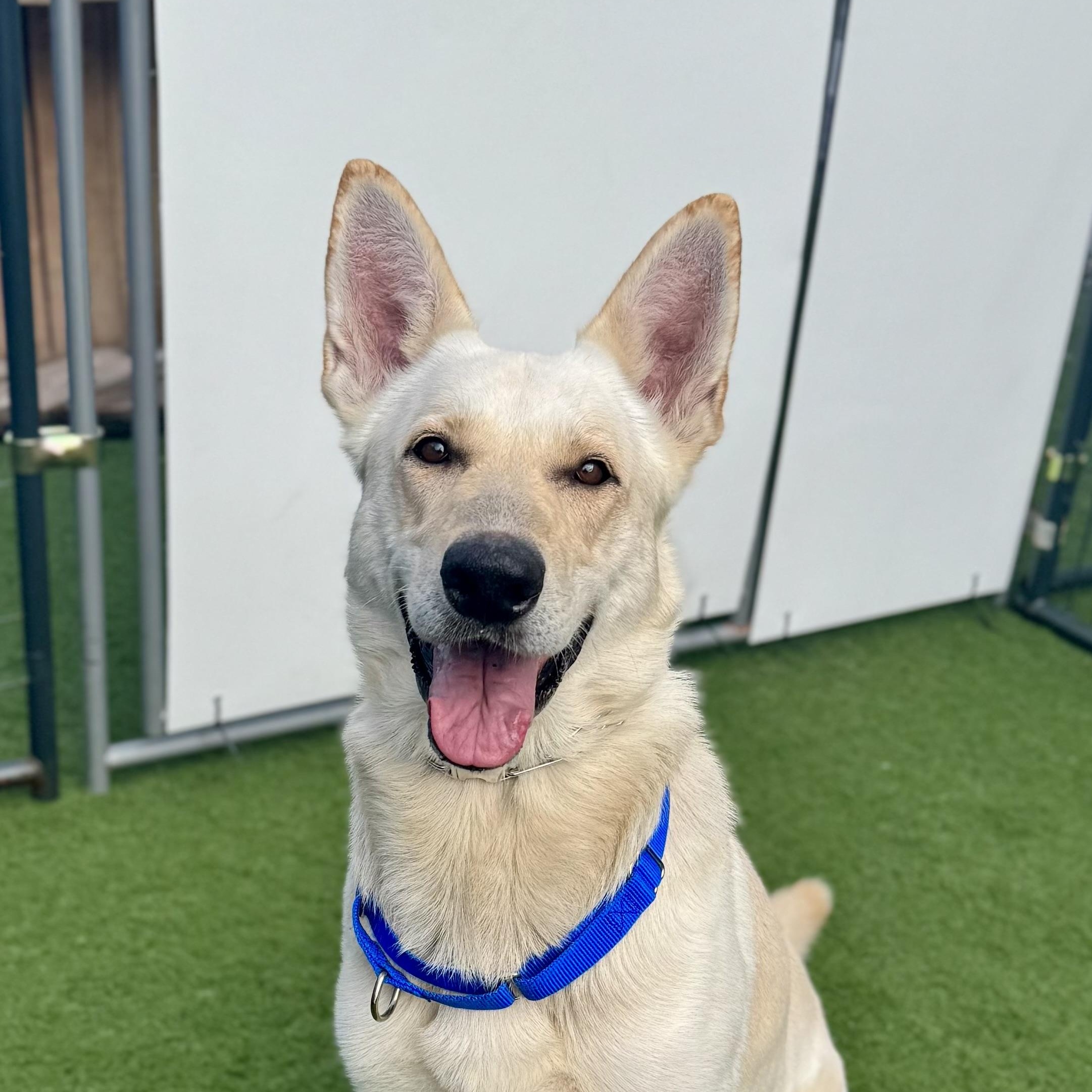 Magnus, Adoptable, Young Male German Shepherd Dog.