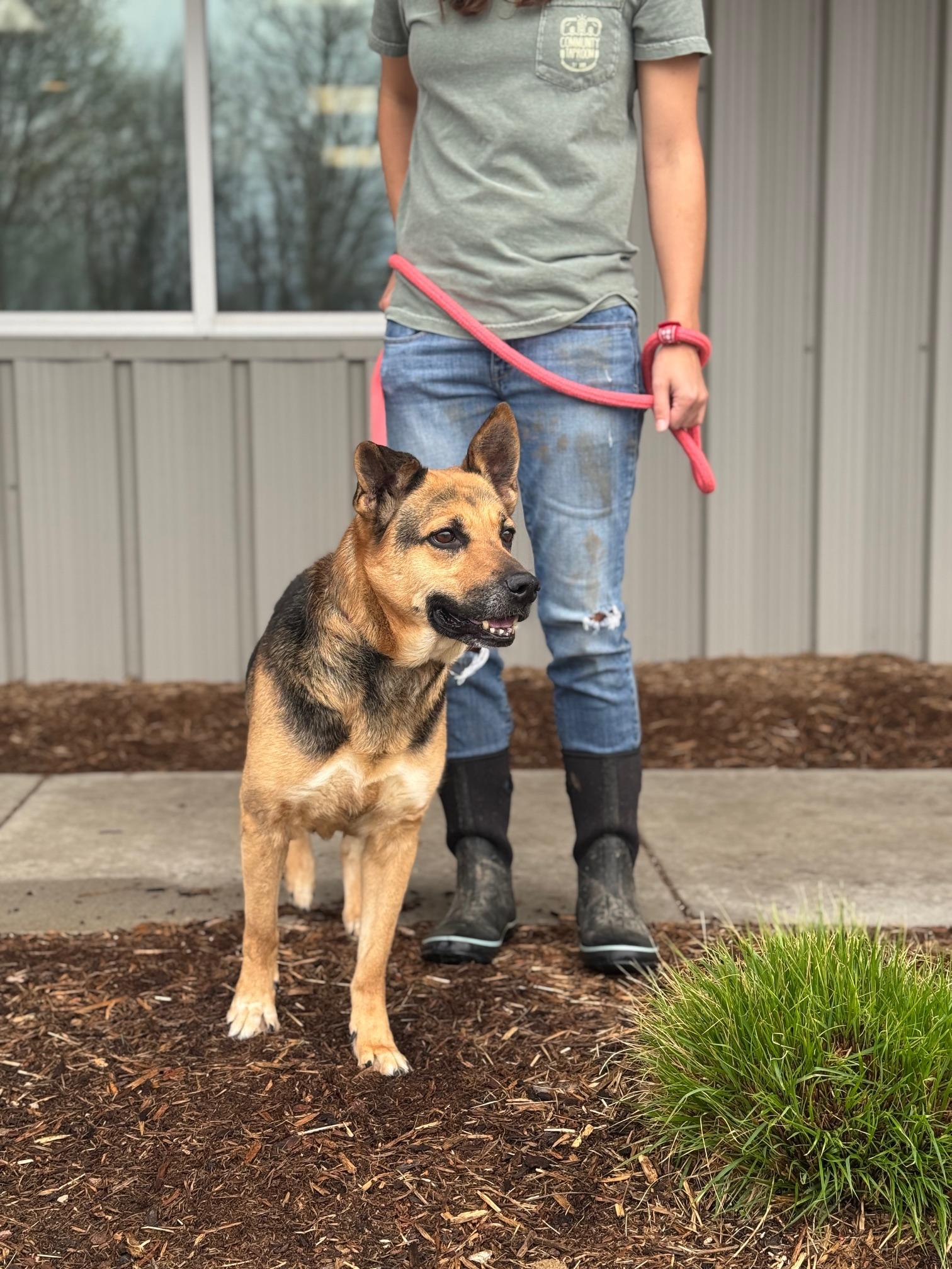 Enlarge Valley, a ADOPTABLE mixed breed in Benton Harbor, MI image 4/6