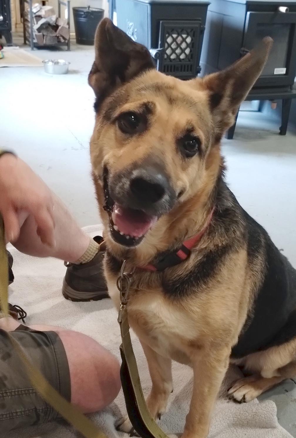 Valley, ADOPTABLE, Senior Female German Shepherd Dog & Mixed Breed.