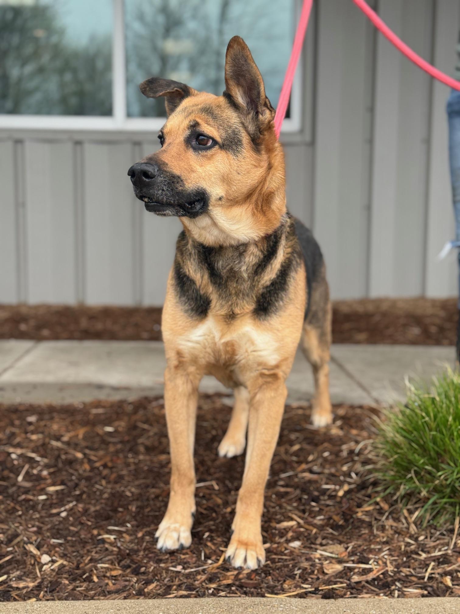 Enlarge Valley, a ADOPTABLE mixed breed in Benton Harbor, MI image 2/6