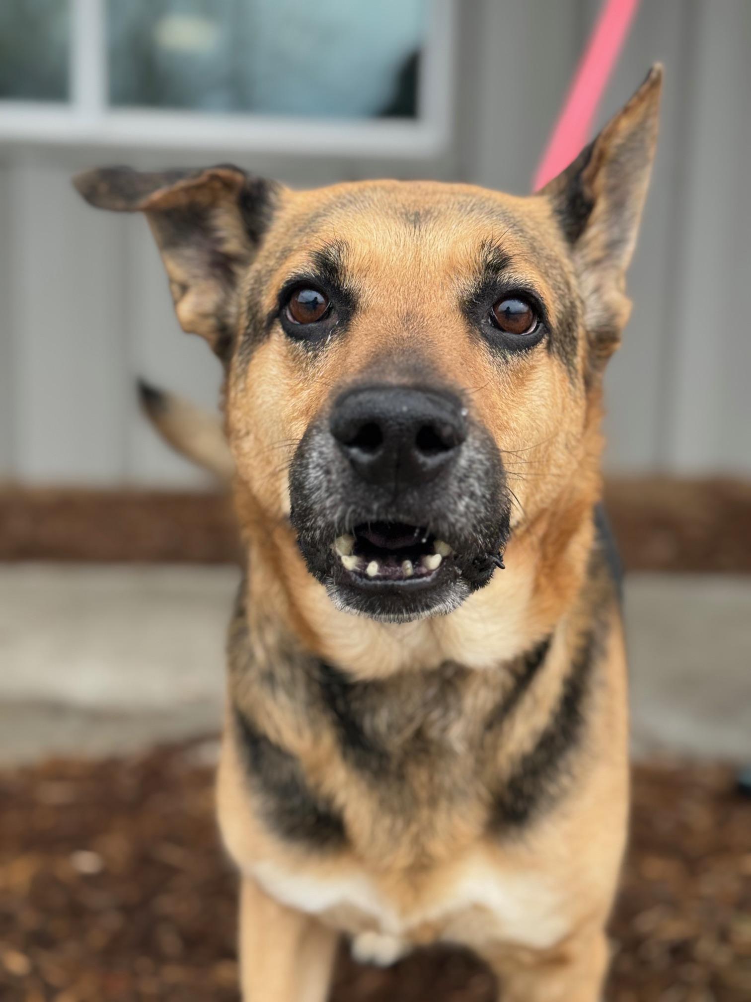 Enlarge Valley, a ADOPTABLE mixed breed in Benton Harbor, MI image 5/6