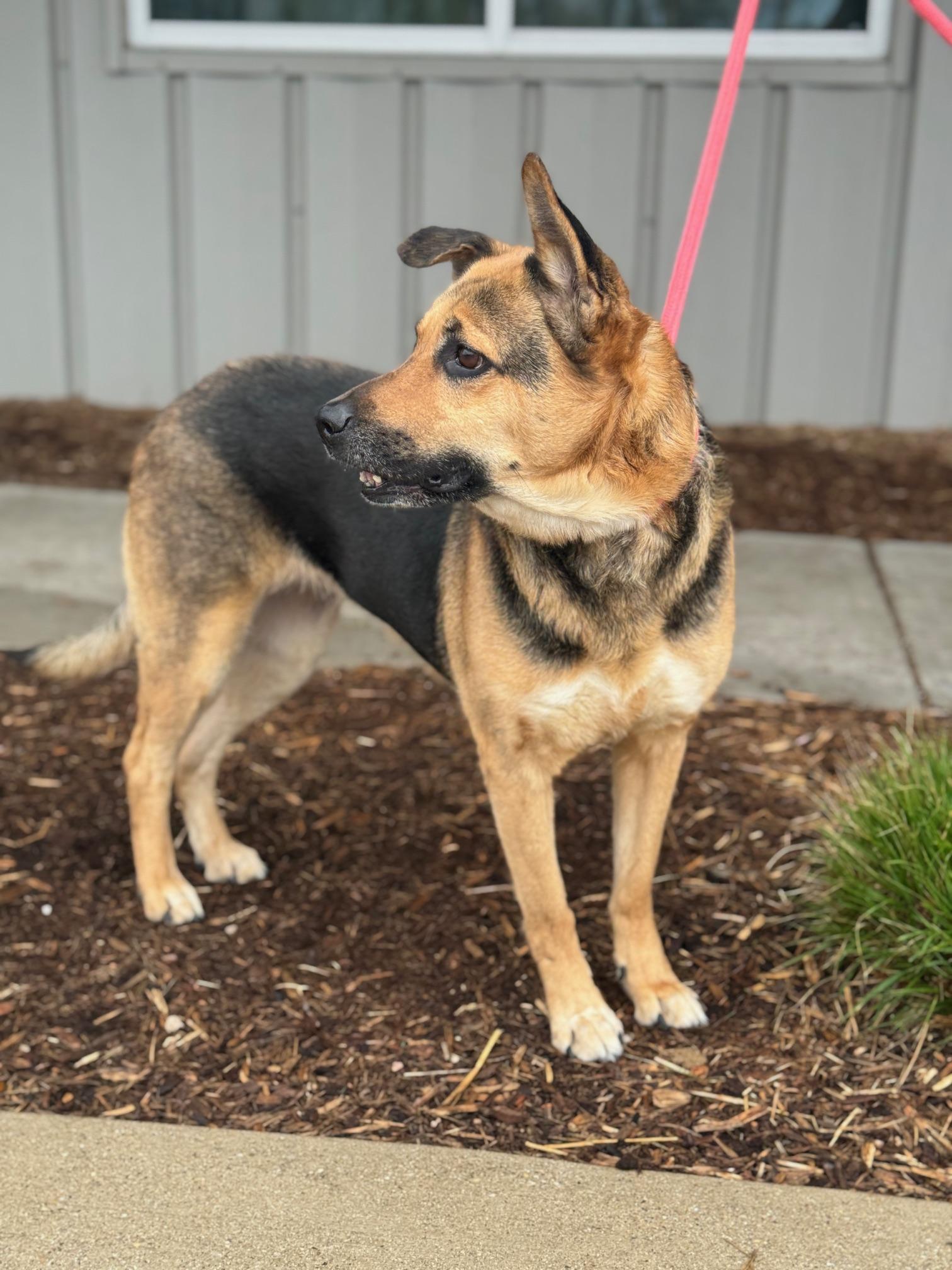 Enlarge Valley, a ADOPTABLE mixed breed in Benton Harbor, MI image 3/6