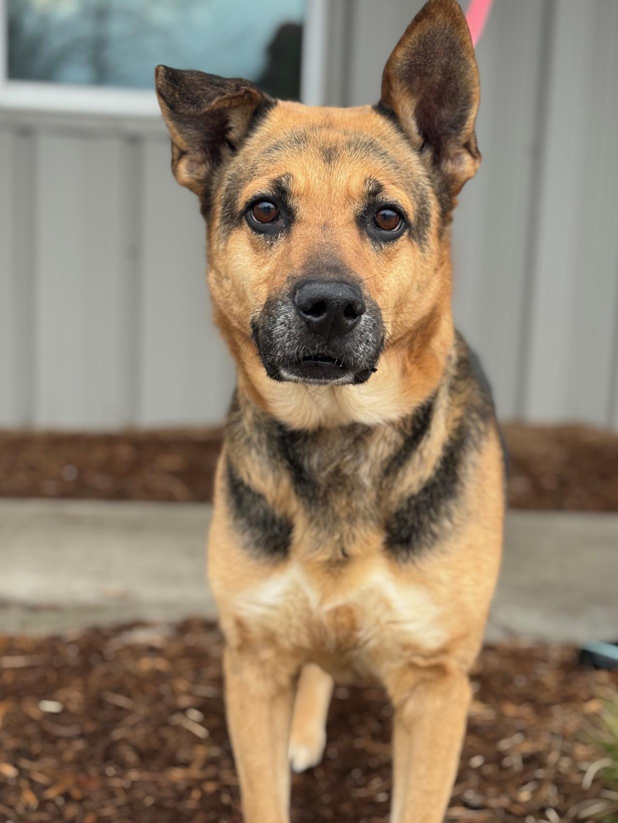 Valley, ADOPTABLE, Senior Female German Shepherd Dog & Mixed Breed.