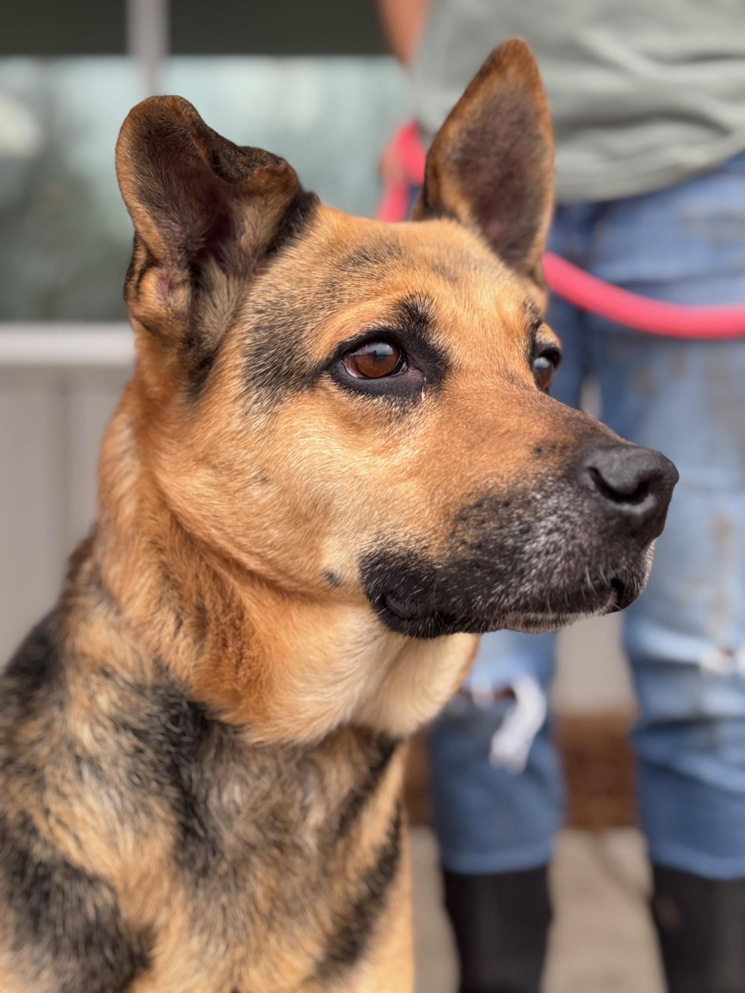 Enlarge Valley, a ADOPTABLE mixed breed in Benton Harbor, MI image 6/6