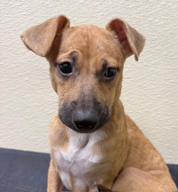 Kendall, Adopted, Puppy Female Jack Russell Terrier & Chihuahua.